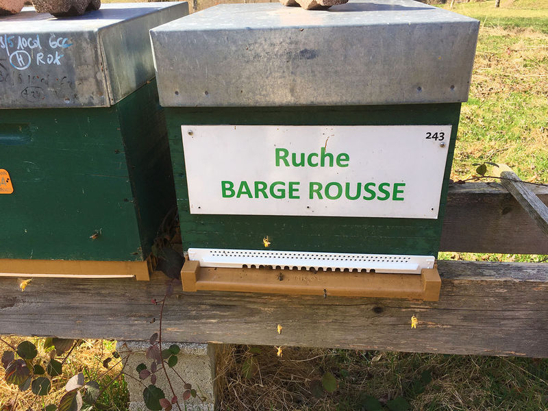 La ruche Barge rousse