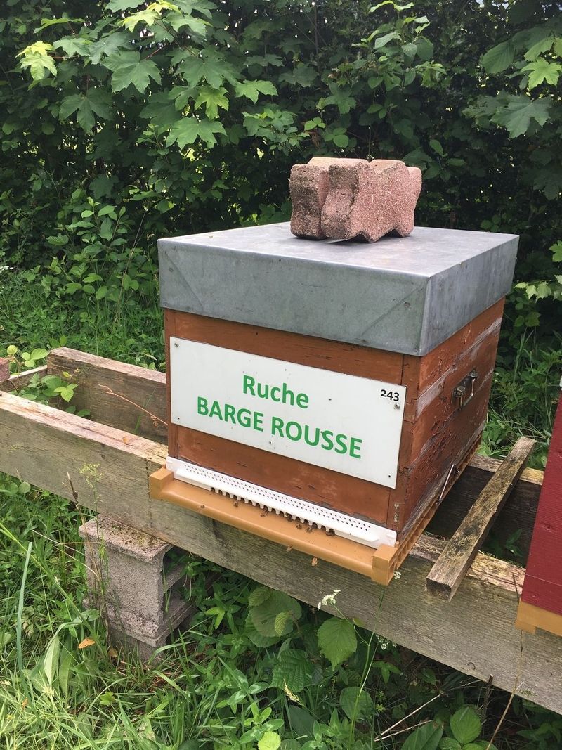 La ruche Barge rousse