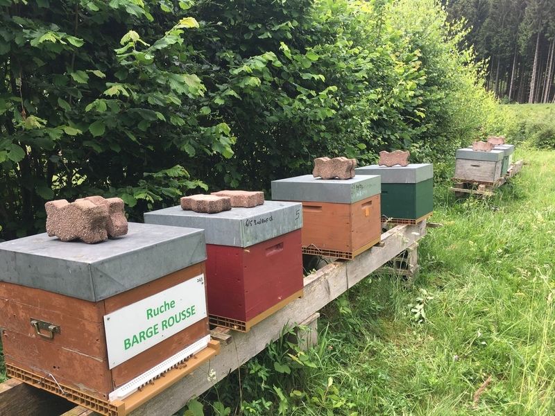 La ruche Barge rousse