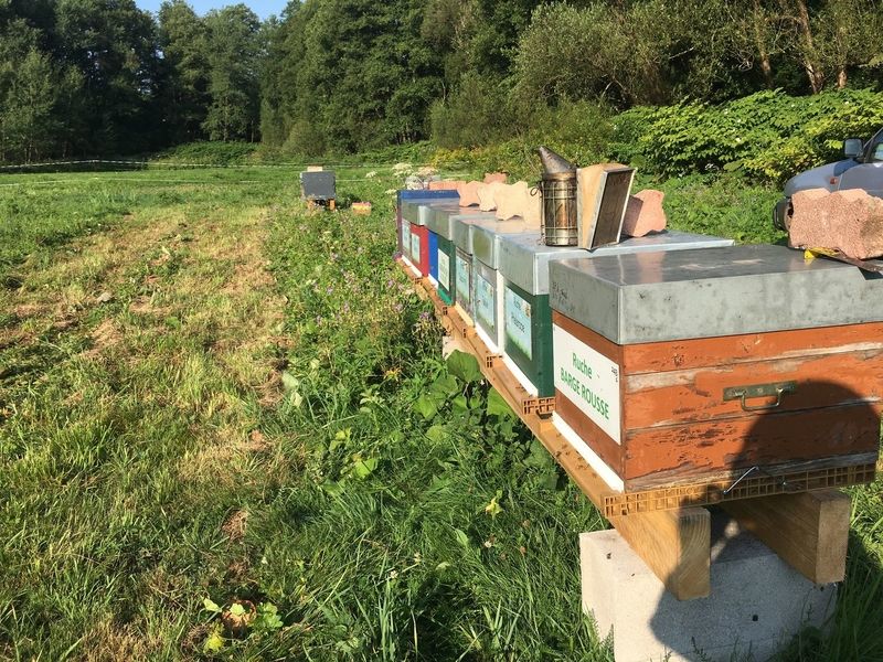 La ruche Barge rousse