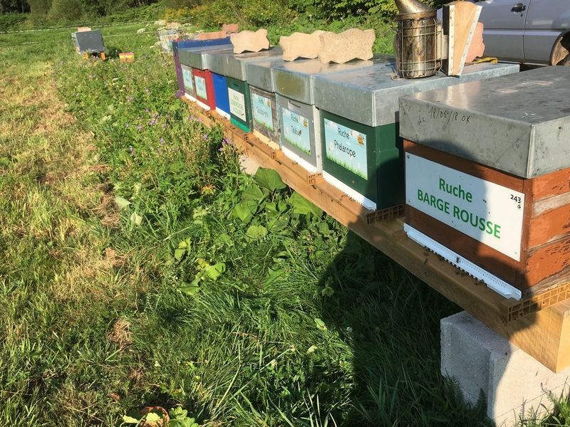 La ruche Barge rousse