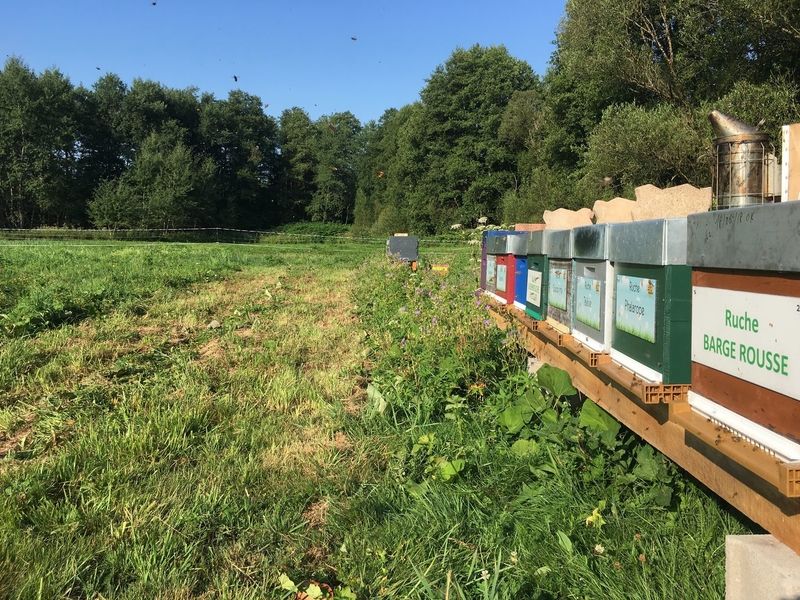 La ruche Barge rousse
