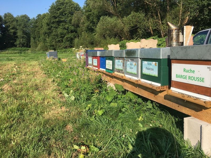 La ruche Barge rousse