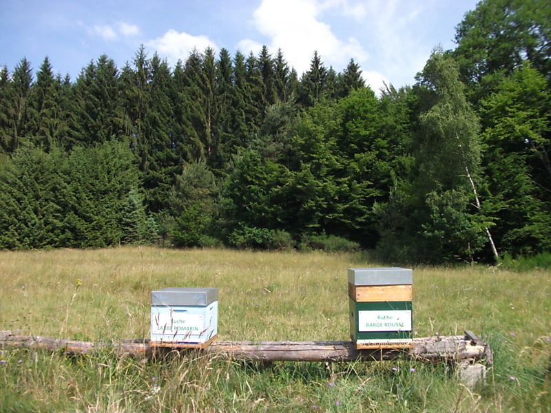 La ruche Barge rousse