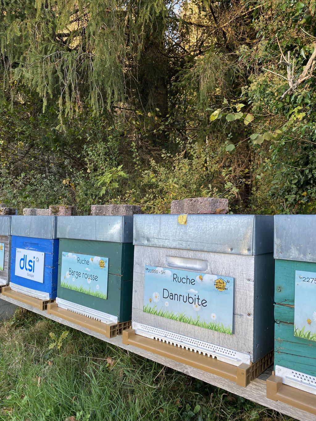 La ruche Barge rousse