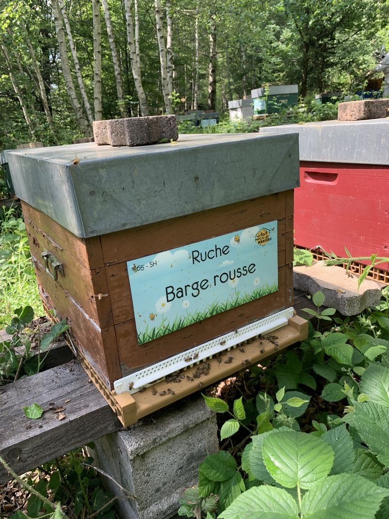 La ruche Barge rousse