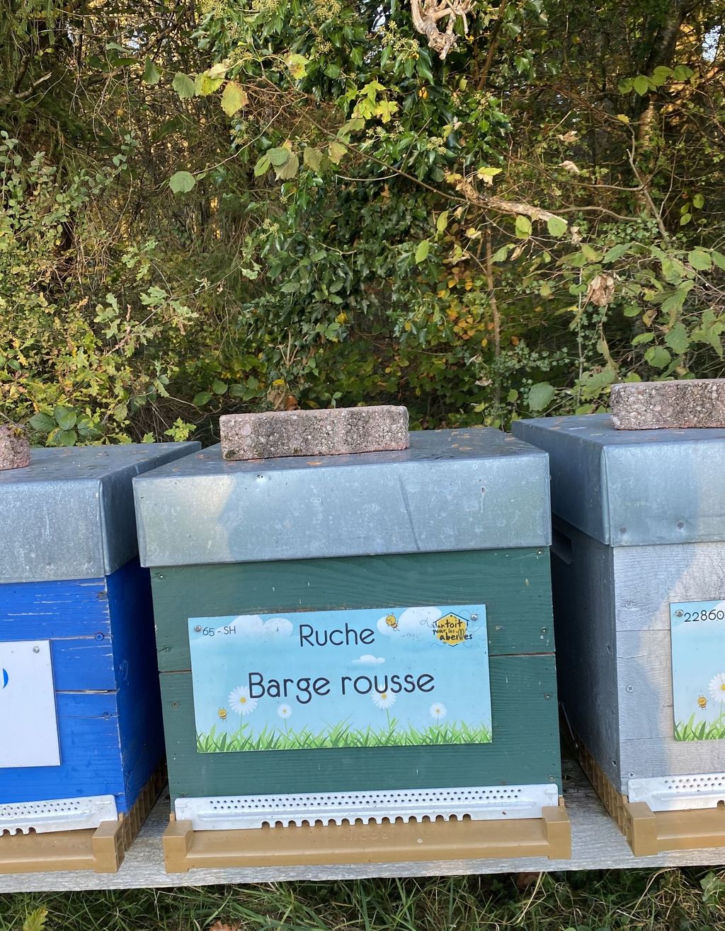 La ruche Barge rousse