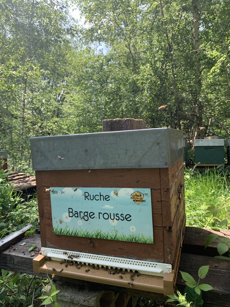 La ruche Barge rousse