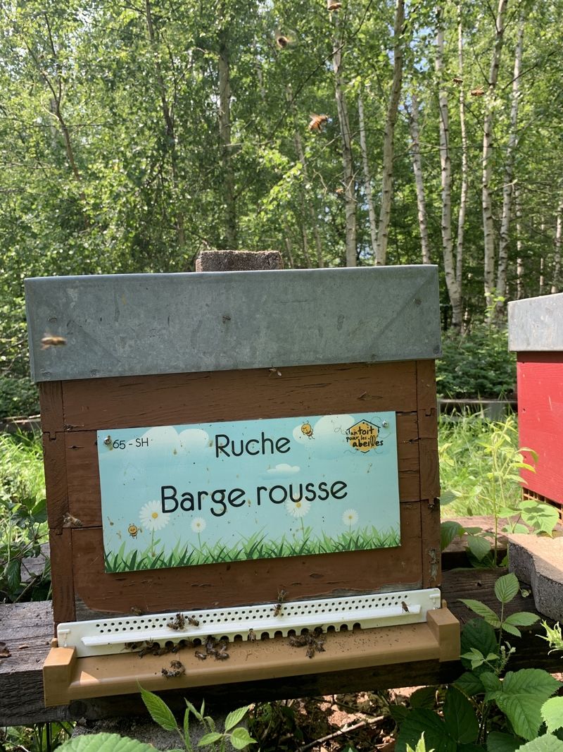 La ruche Barge rousse