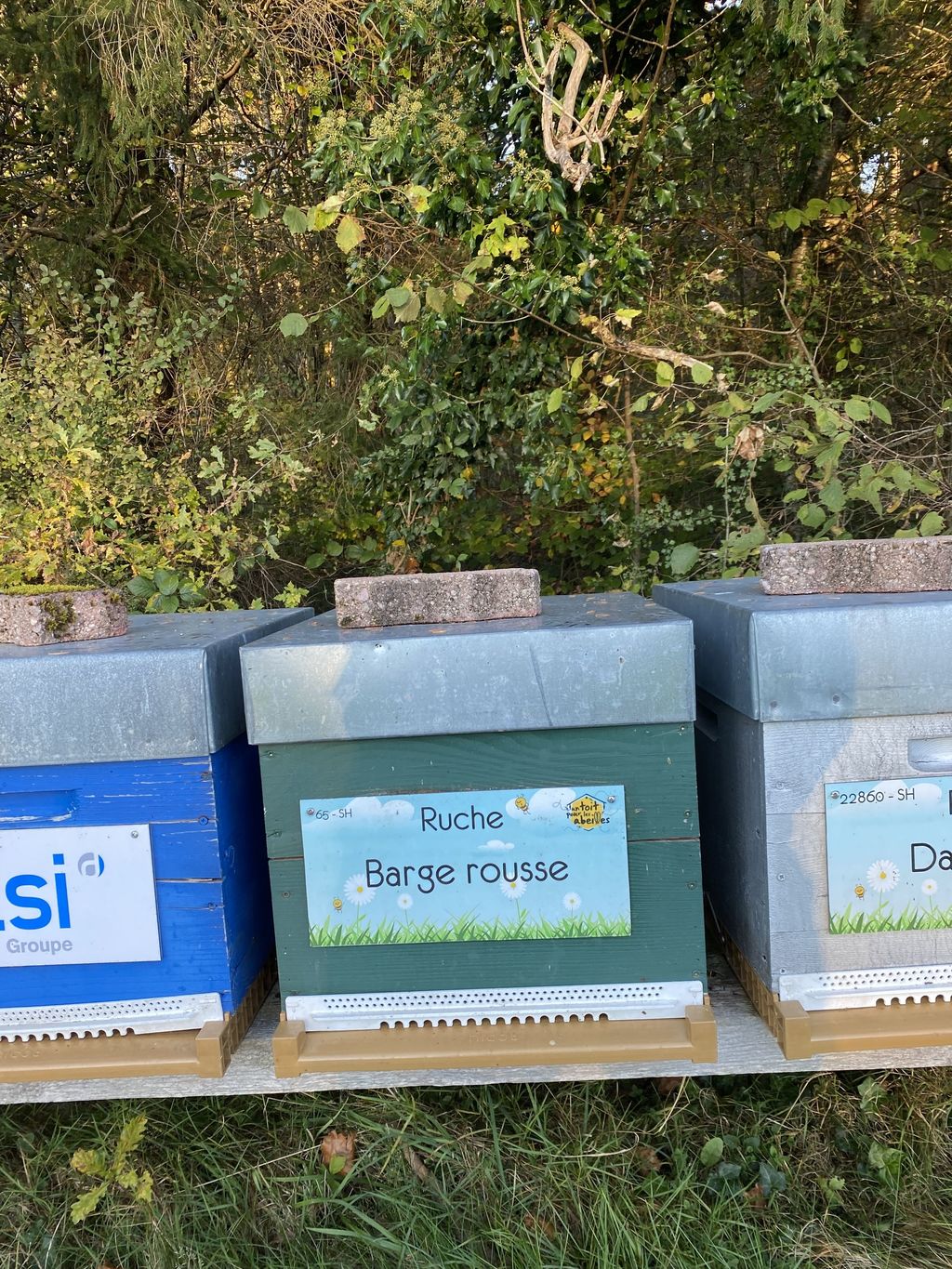 La ruche Barge rousse