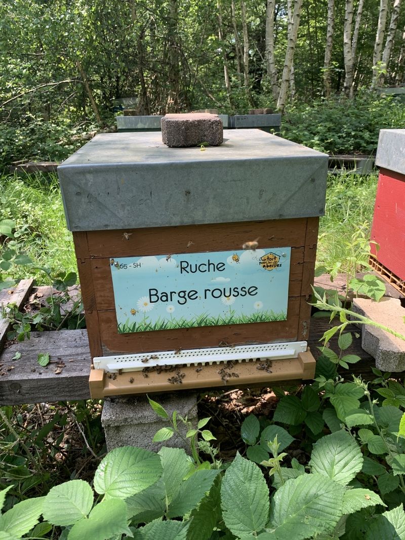 La ruche Barge rousse