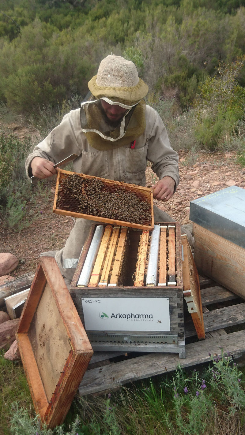 La ruche Laboratoires Arkopharma