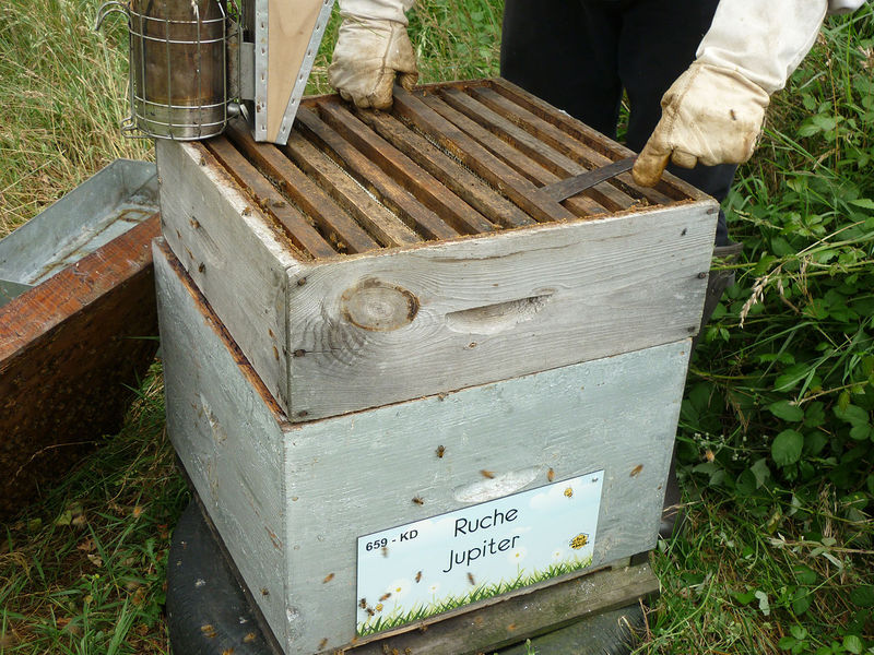 La ruche Jupiter