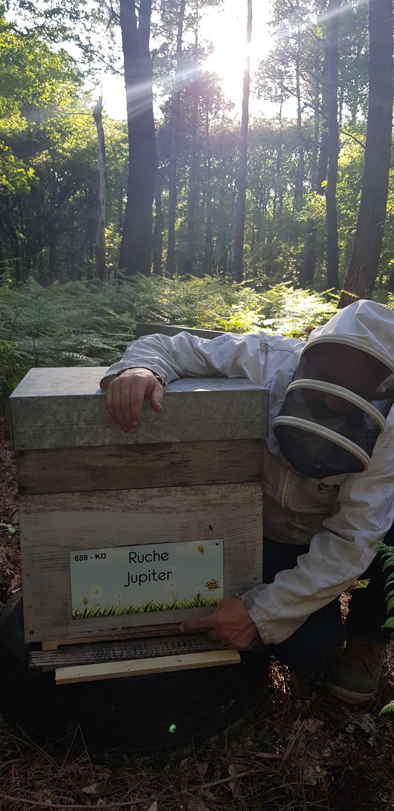 La ruche Jupiter