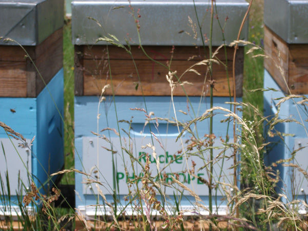 La ruche