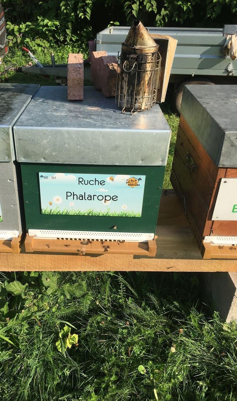 La ruche Phalarope