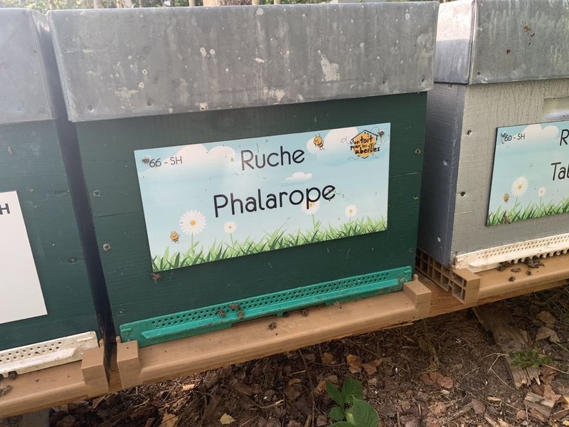 La ruche Phalarope