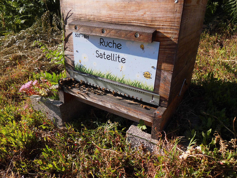 La ruche Satellite