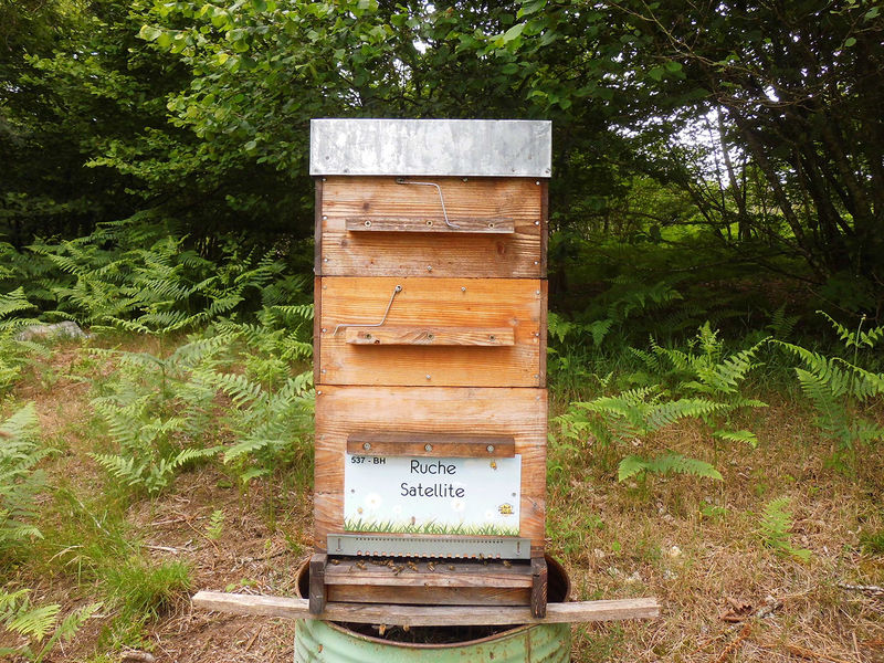 La ruche Satellite