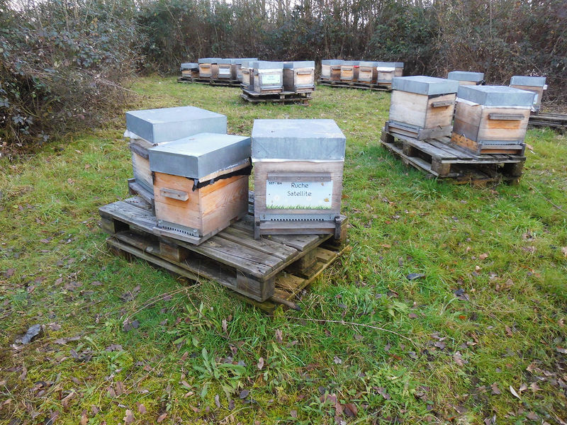 La ruche Satellite