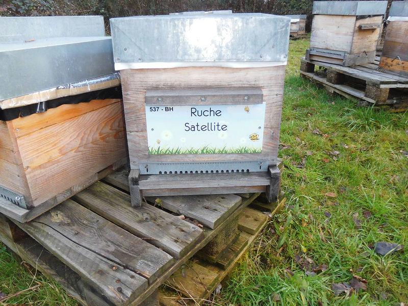 La ruche Satellite
