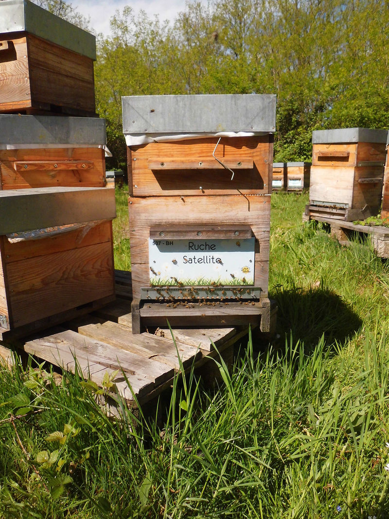 La ruche Satellite