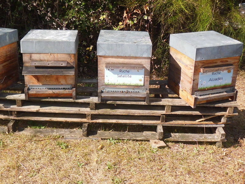 La ruche Satellite