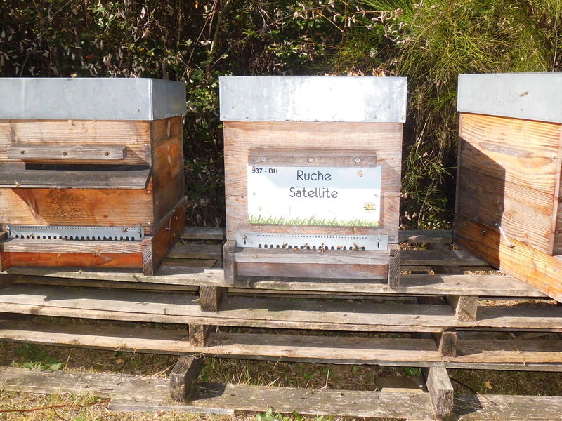 La ruche Satellite