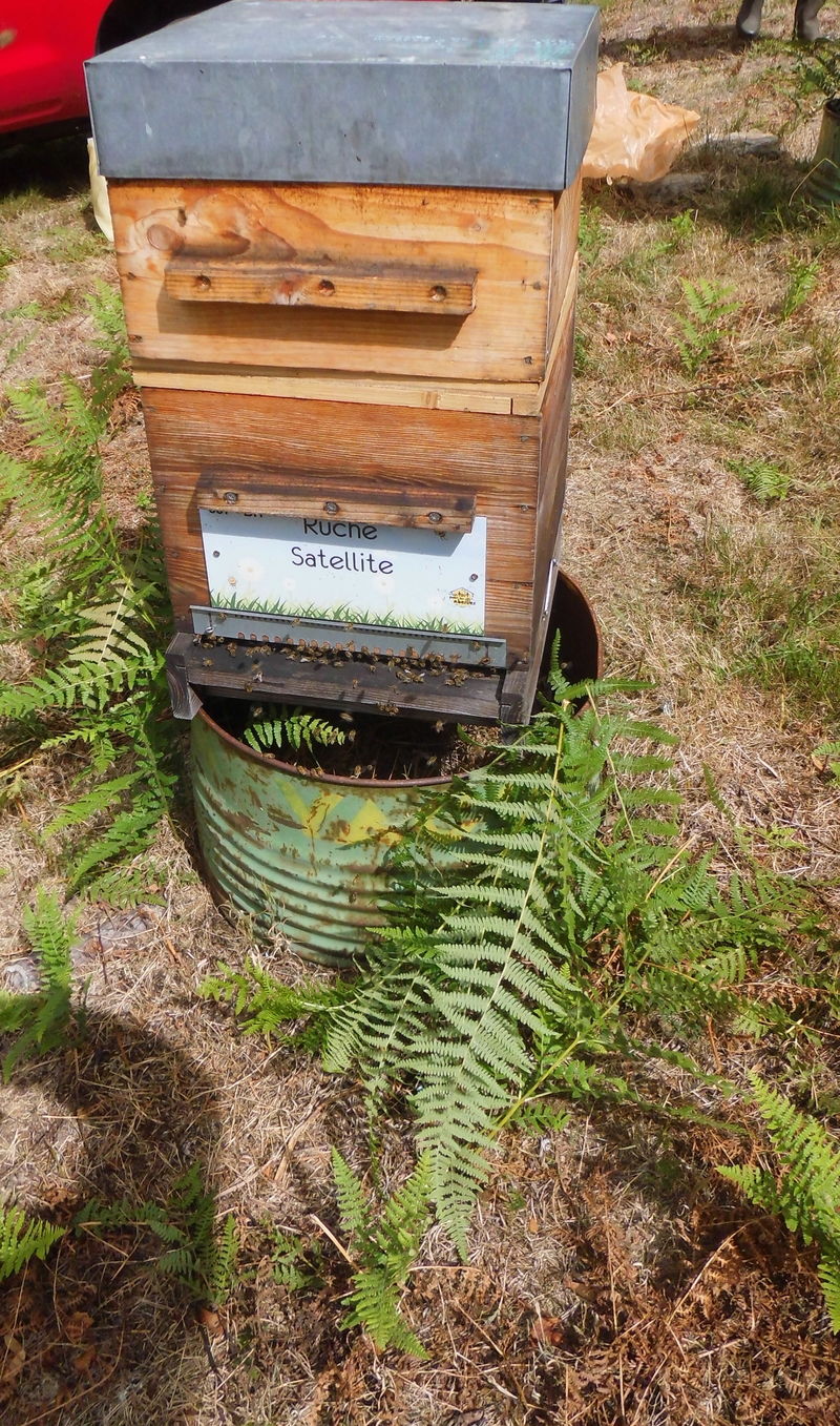 La ruche Satellite