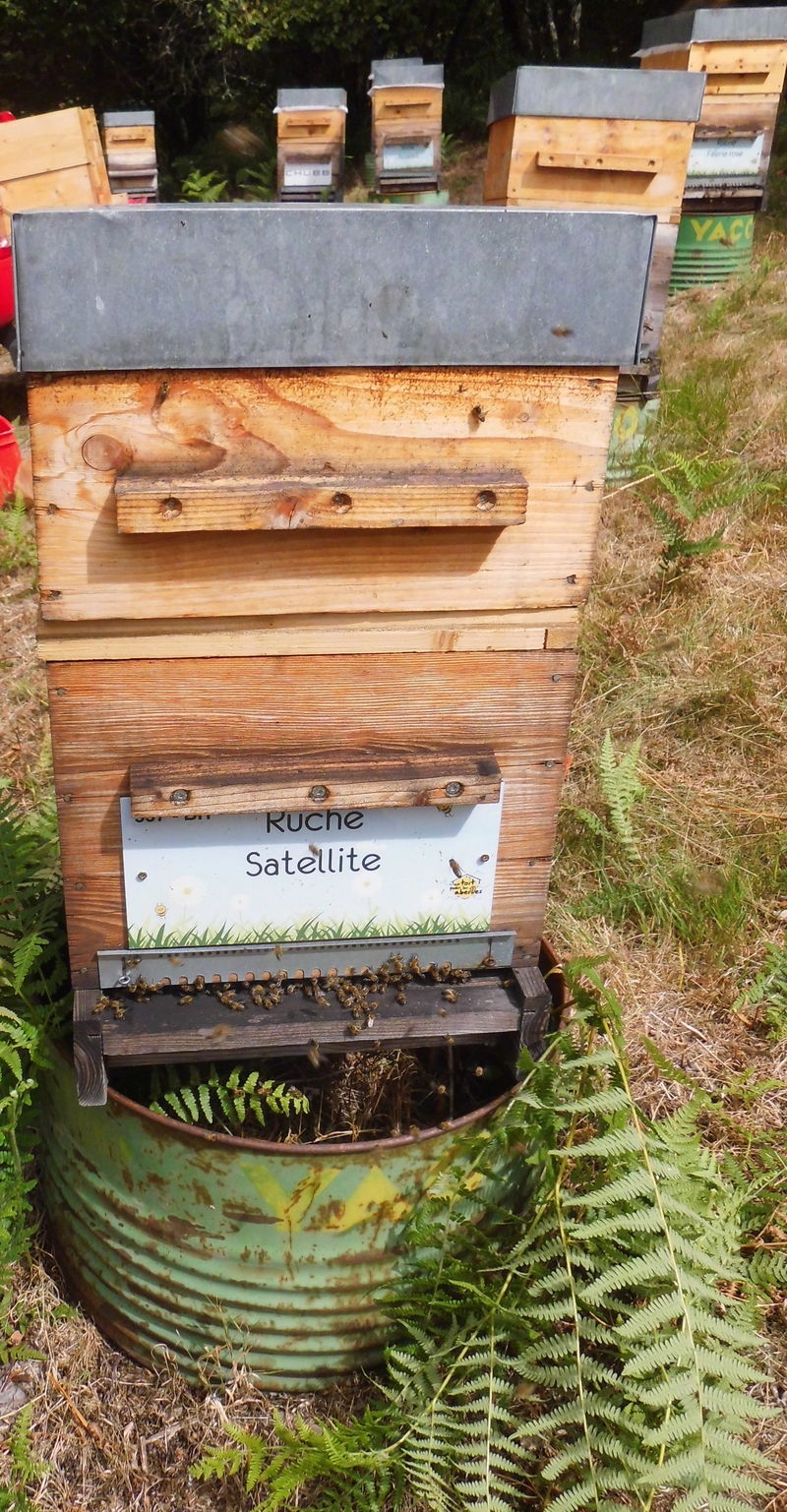 La ruche Satellite