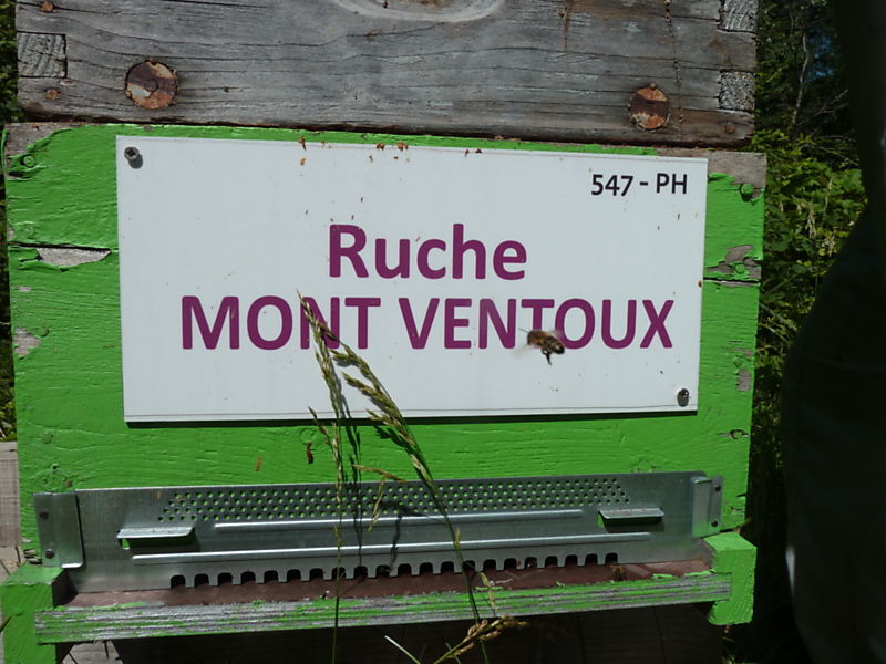 La ruche Mont ventoux