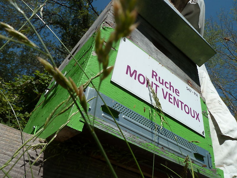 La ruche Mont ventoux