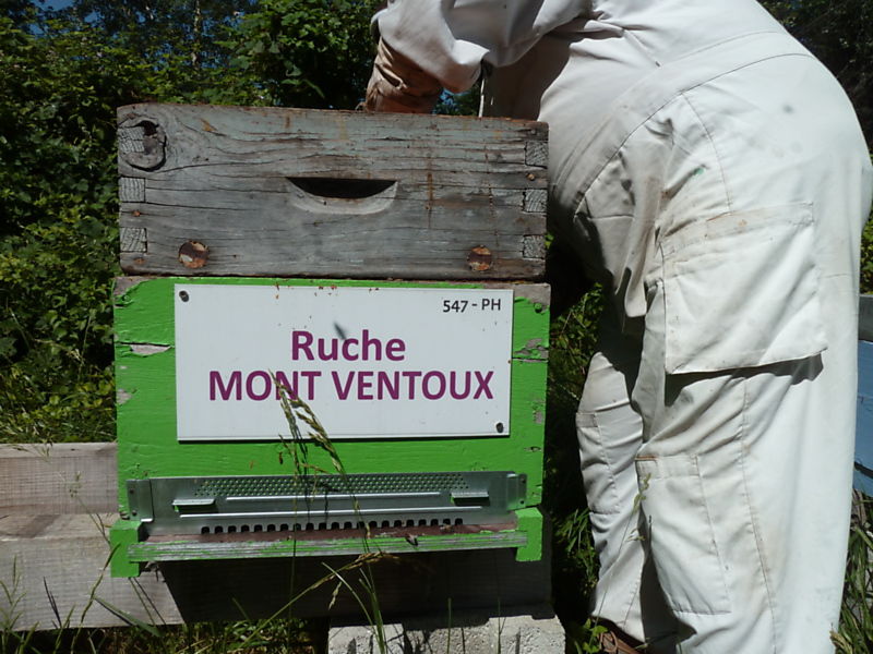 La ruche Mont ventoux