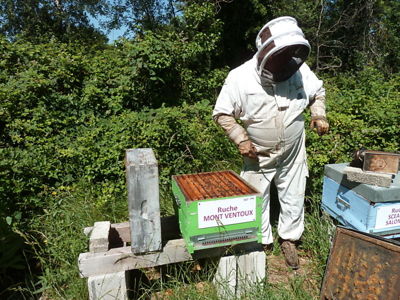 La ruche Mont ventoux