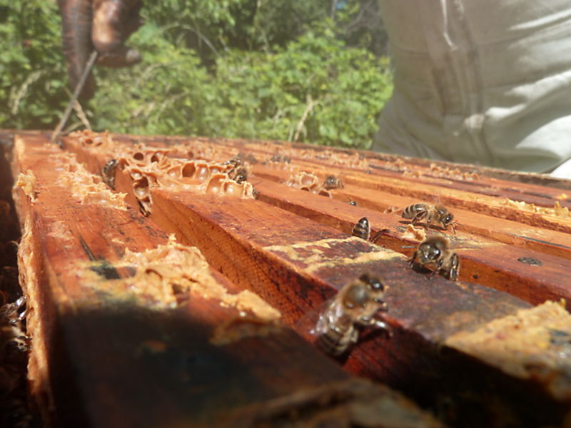 La ruche Mont ventoux