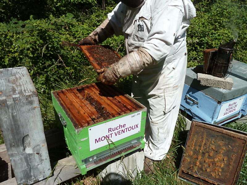 La ruche Mont ventoux
