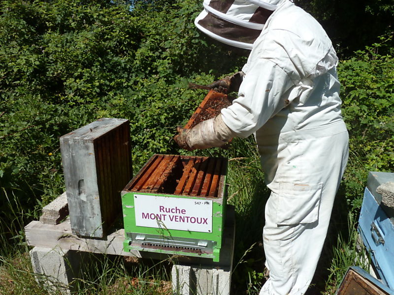 La ruche Mont ventoux