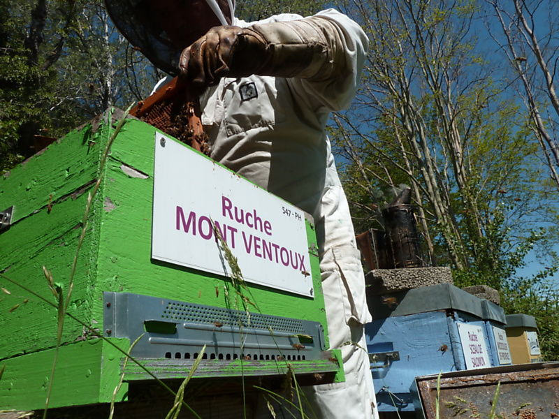 La ruche Mont ventoux