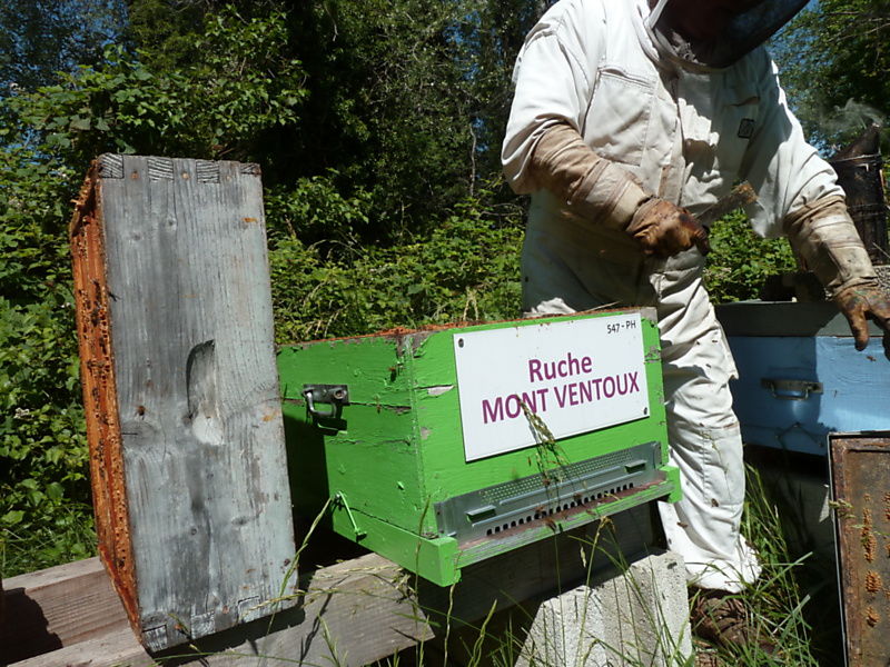 La ruche Mont ventoux