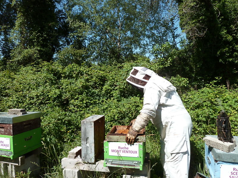 La ruche Mont ventoux