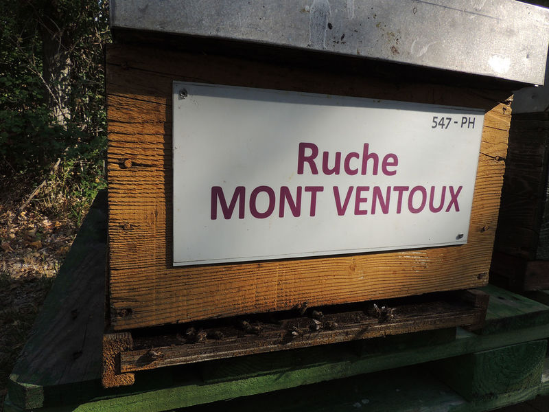La ruche Mont ventoux