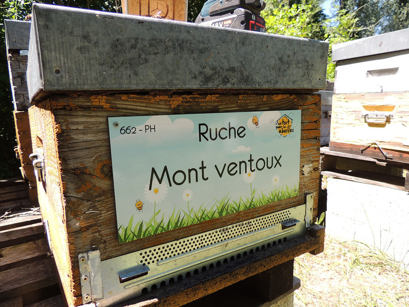 La ruche Mont ventoux