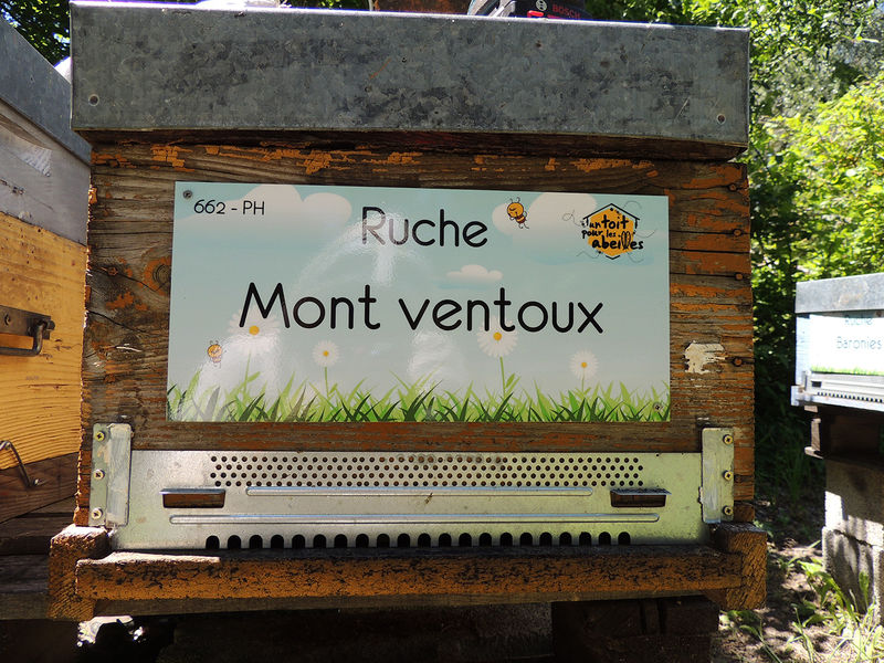 La ruche Mont ventoux