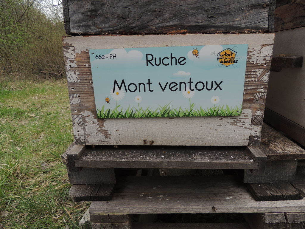 La ruche Mont ventoux