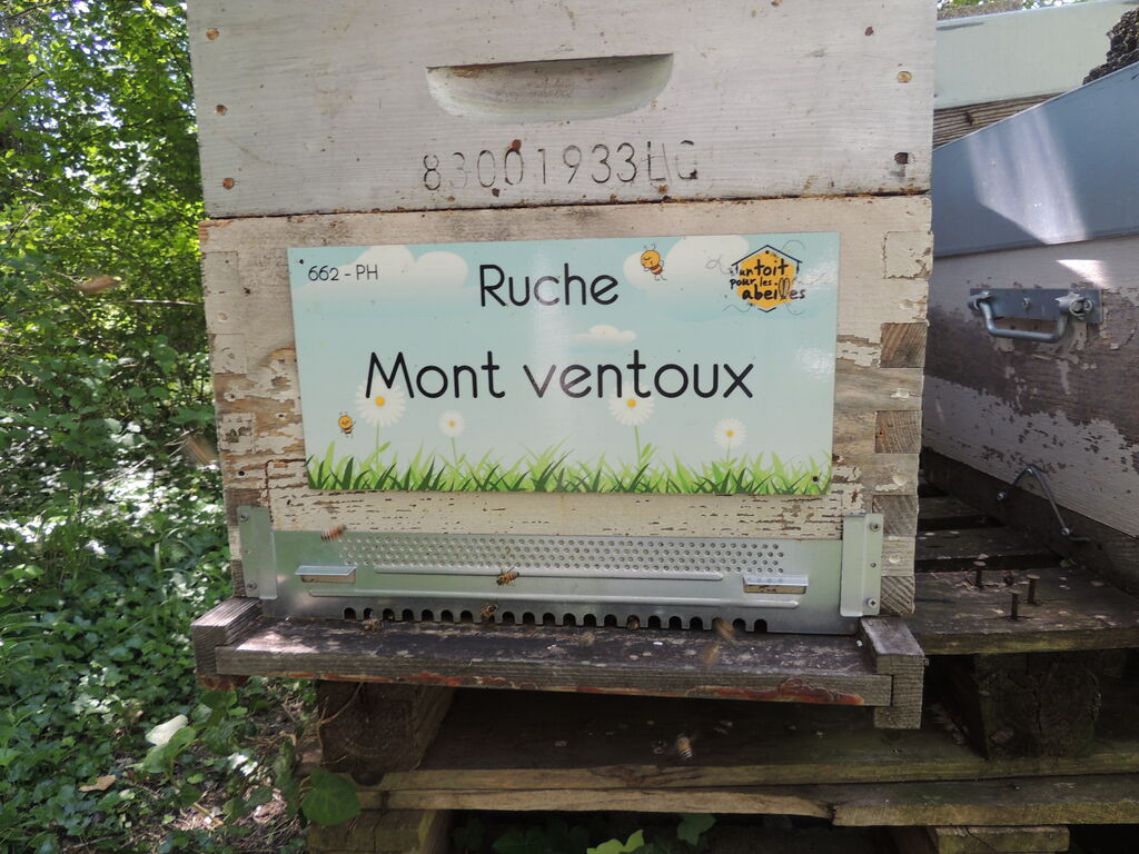 La ruche Mont ventoux