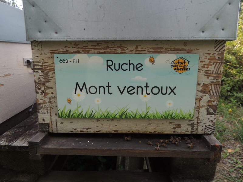 La ruche Mont ventoux