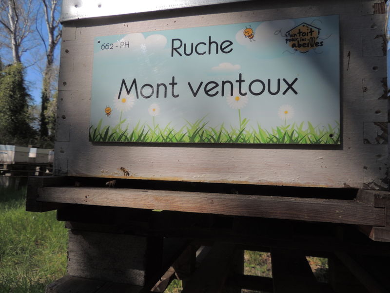 La ruche Mont ventoux