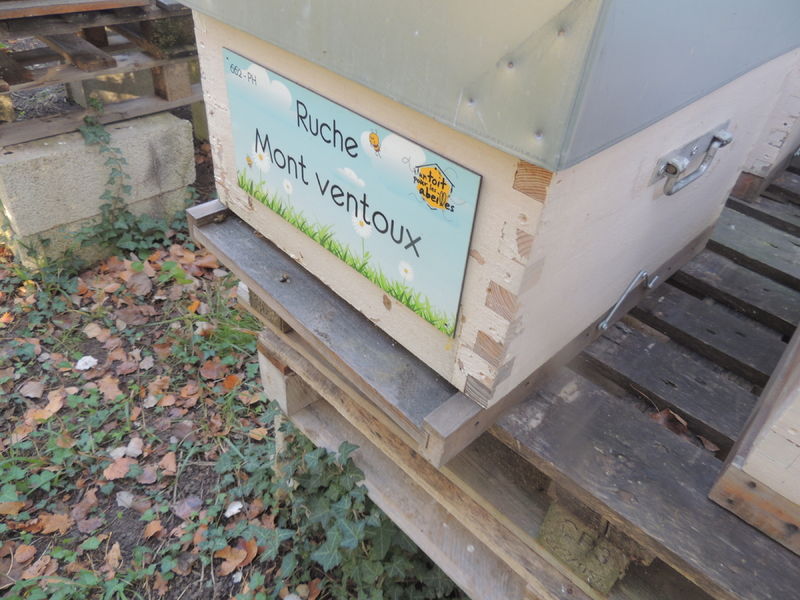 La ruche Mont ventoux