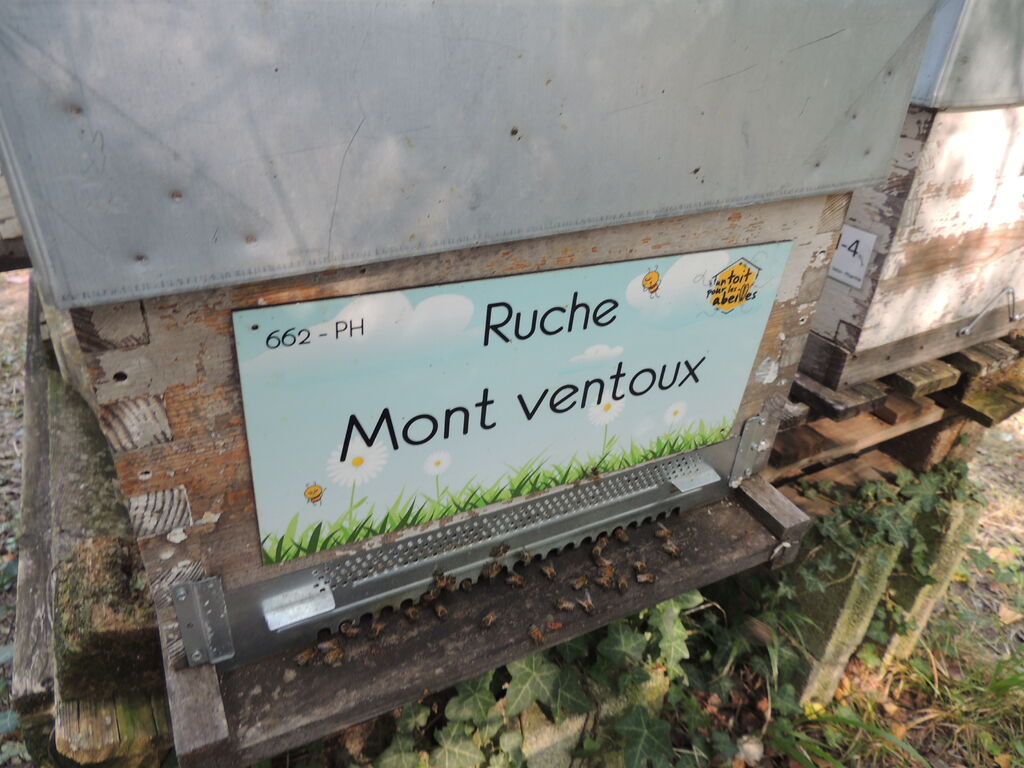 La ruche Mont ventoux