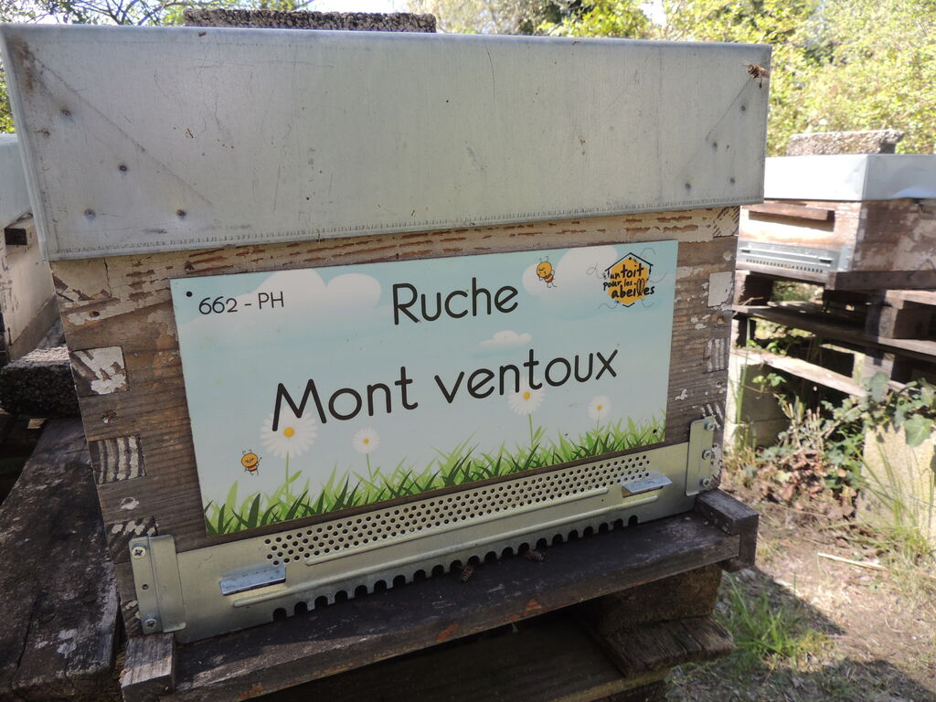 La ruche Mont ventoux